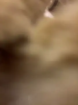 Stripchat Sex Cam for DemoBunny
